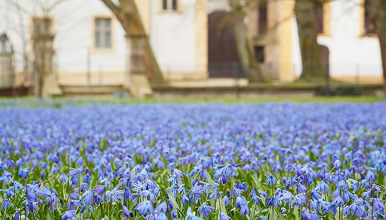 Scillablüte (Blausterne) im Schlosspark