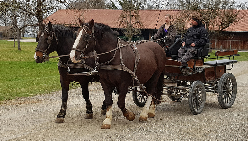 Picture: Horse carriage on Herrenchiemsee Island