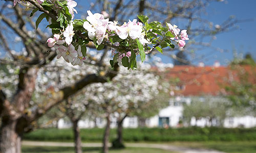 Bild: Hofgarten Schleißheim, Obstmuttergarten